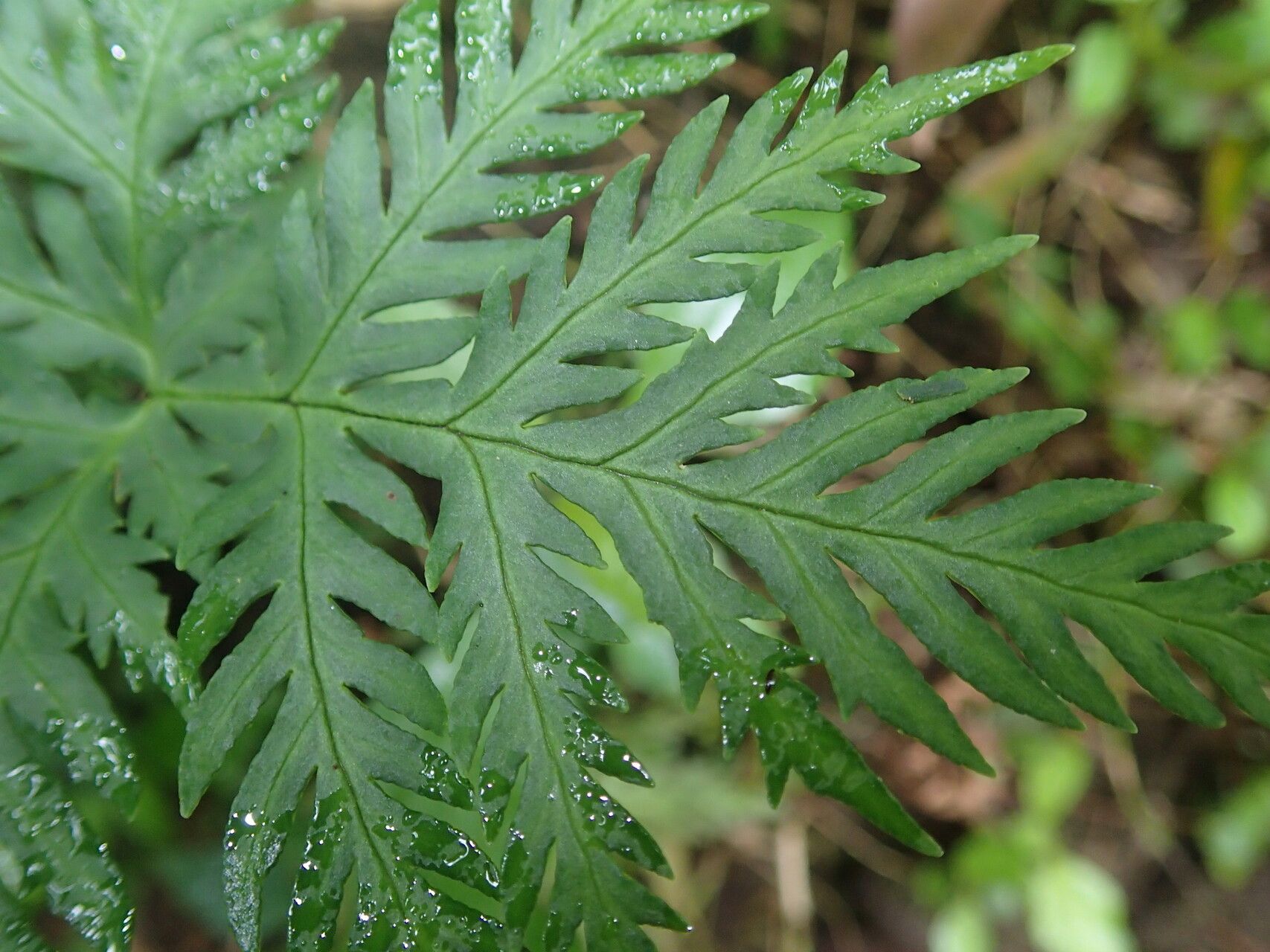 Hemionitis cuspidata — houseplant care guide