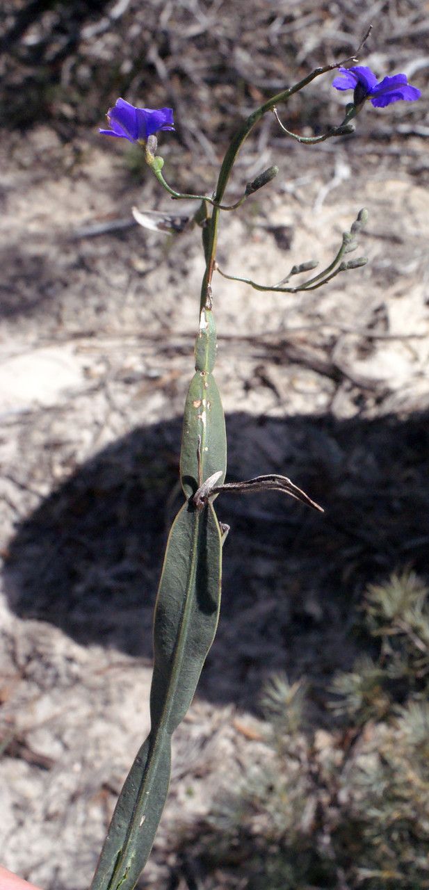 Dampiera lindleyi habit