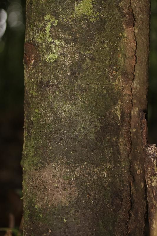 Ocotea subterminalis bark