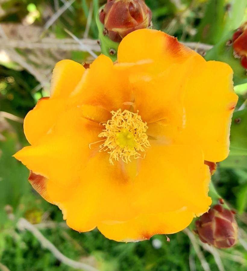 Opuntia elata flower