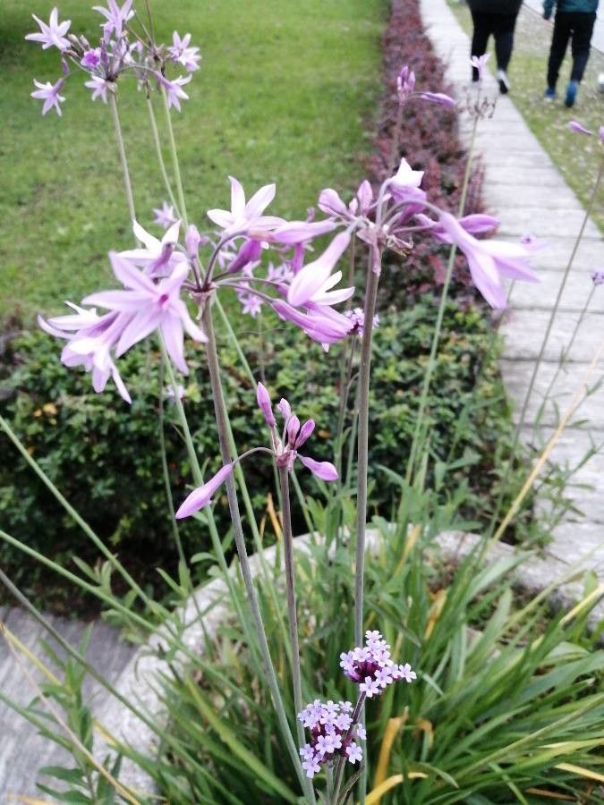 Verbena simplex flower