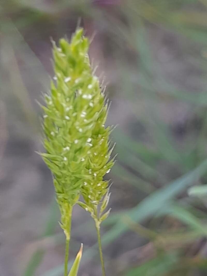 Rostraria smyrnacea flower