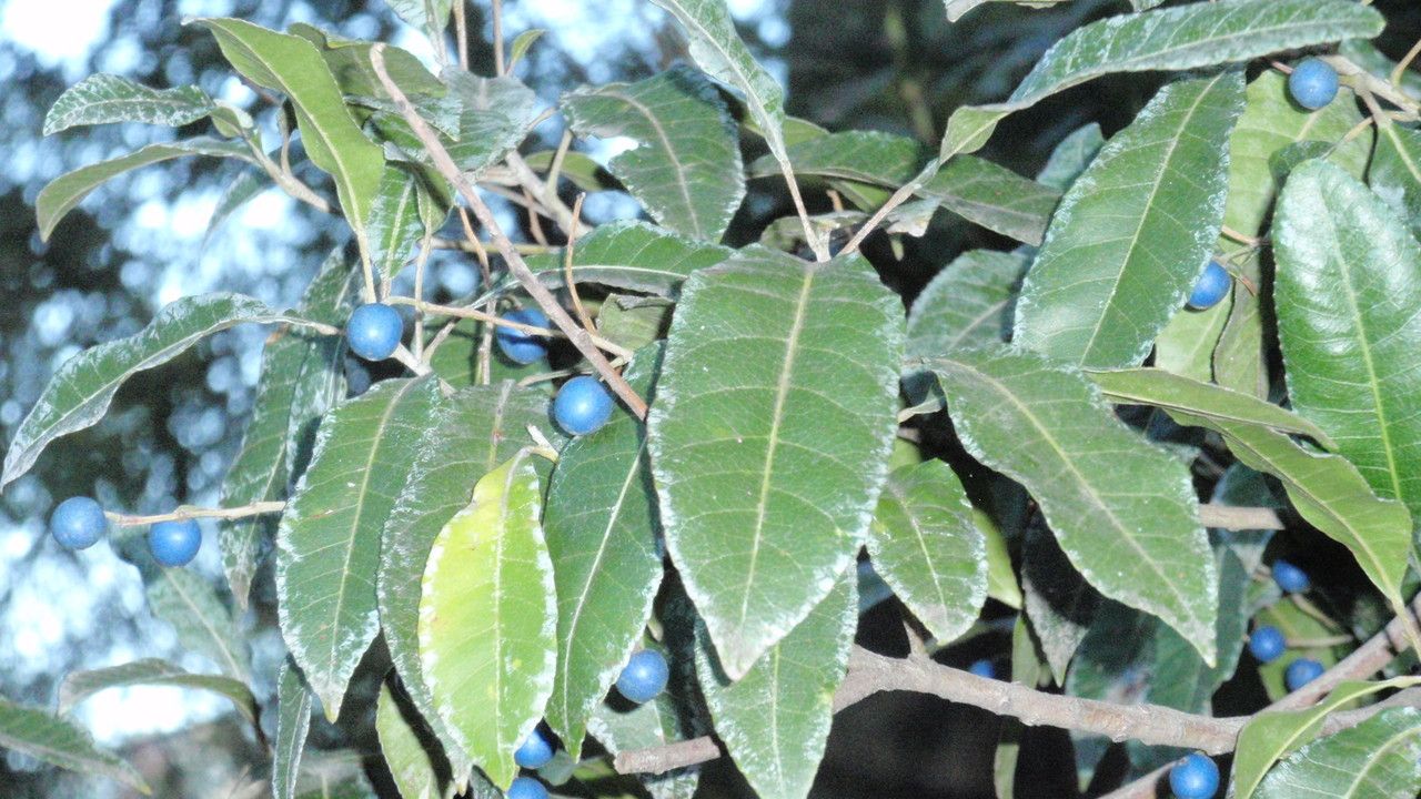 Elaeocarpus reticulatus leaf