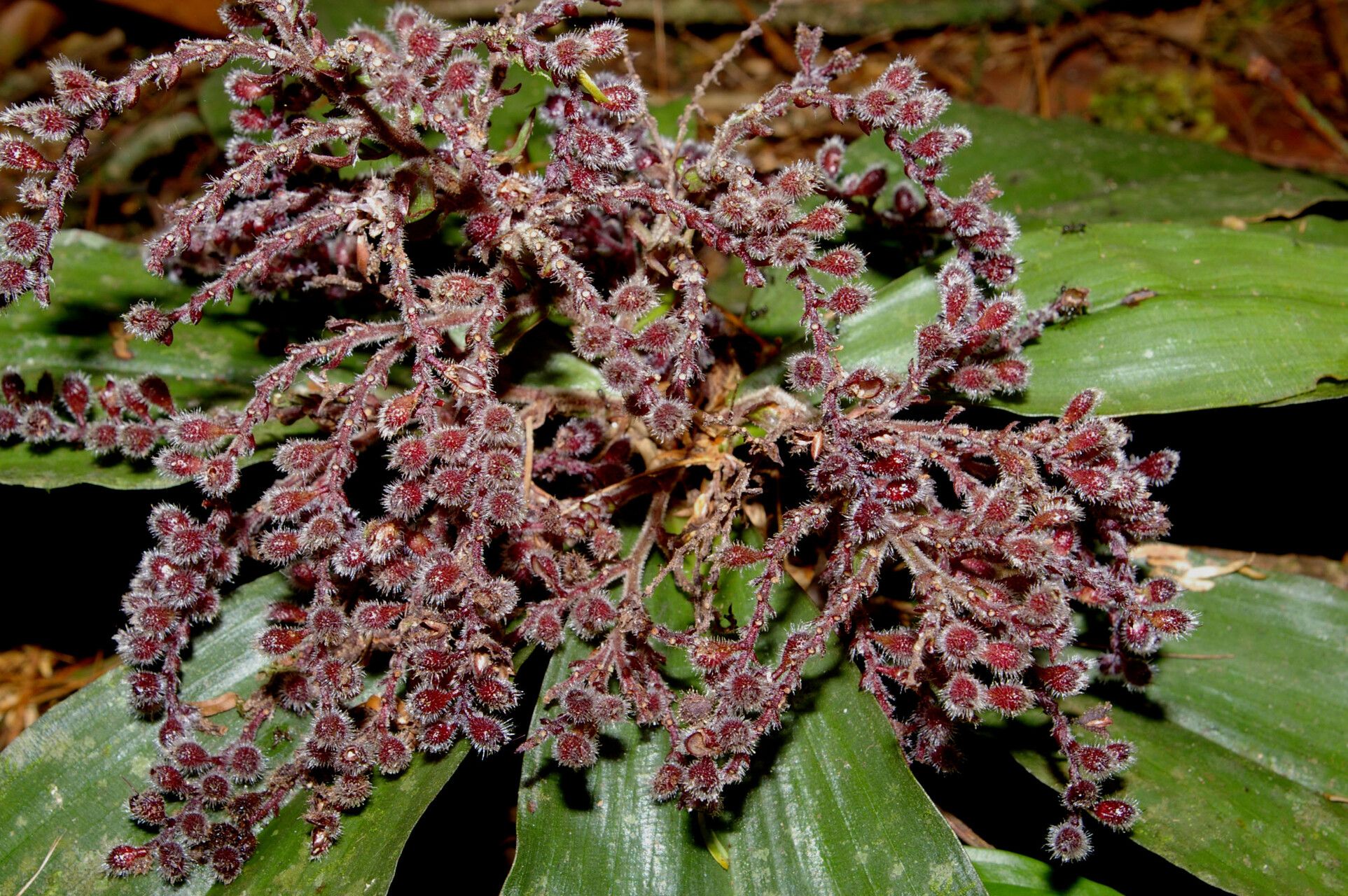 Floscopa robusta flower