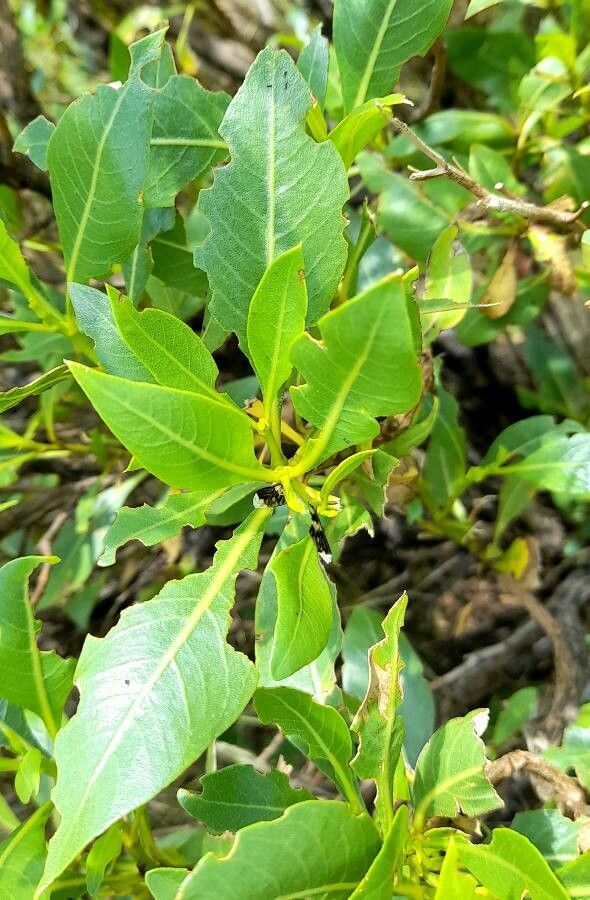 Flourensia thurifera — related species from the same genus