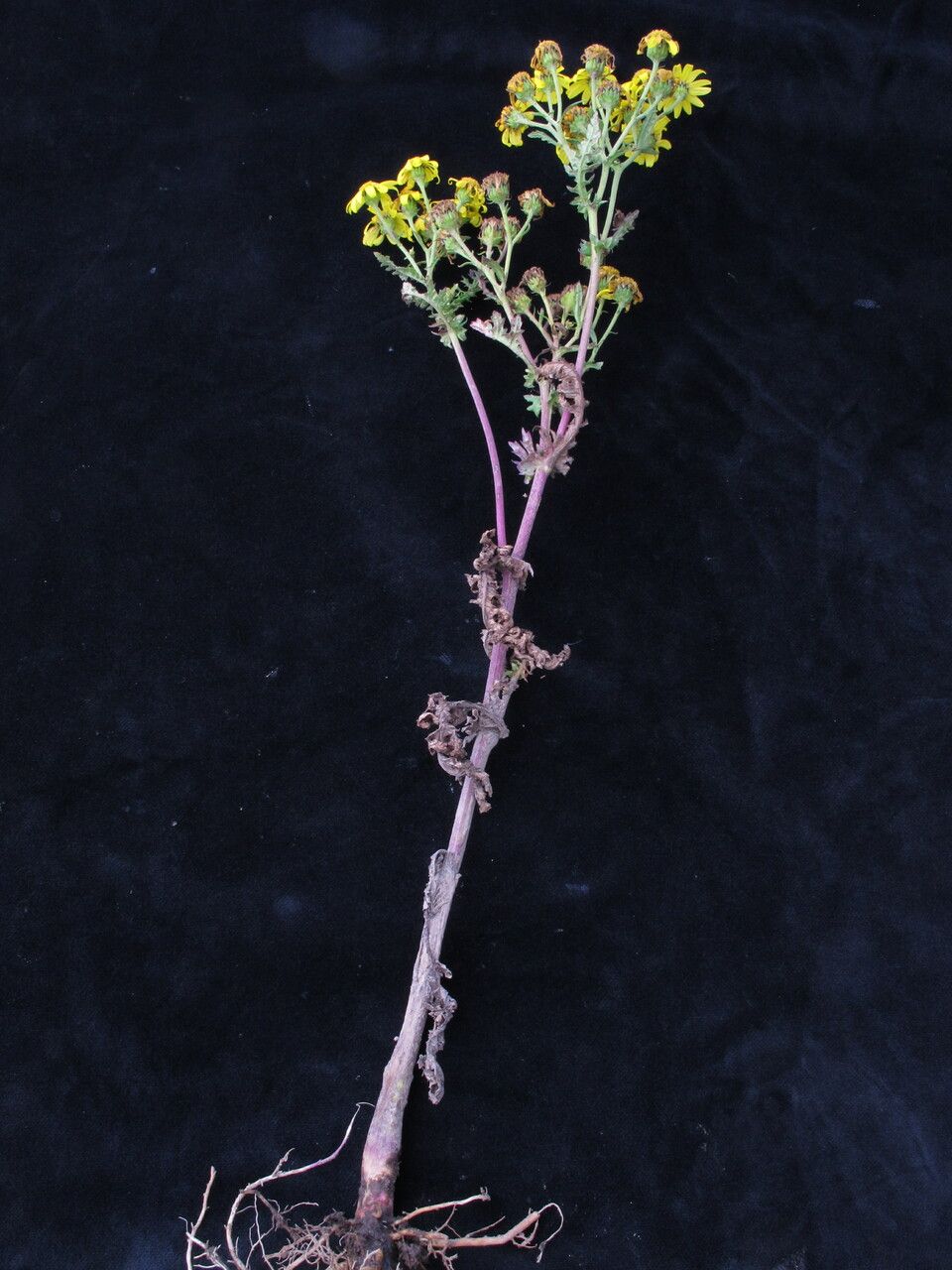 Senecio alcicornis habit