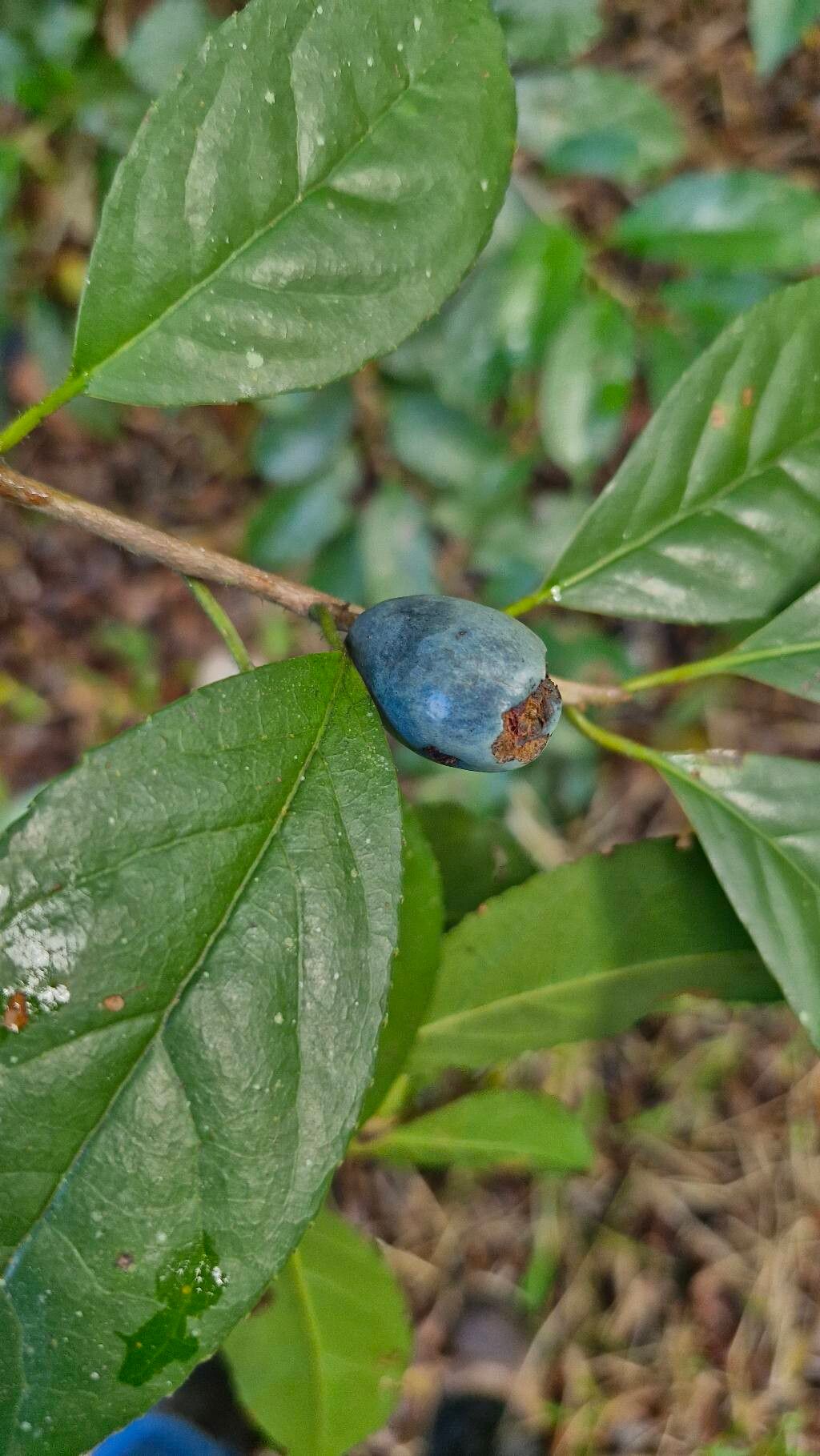 Symplocos nitens fruit