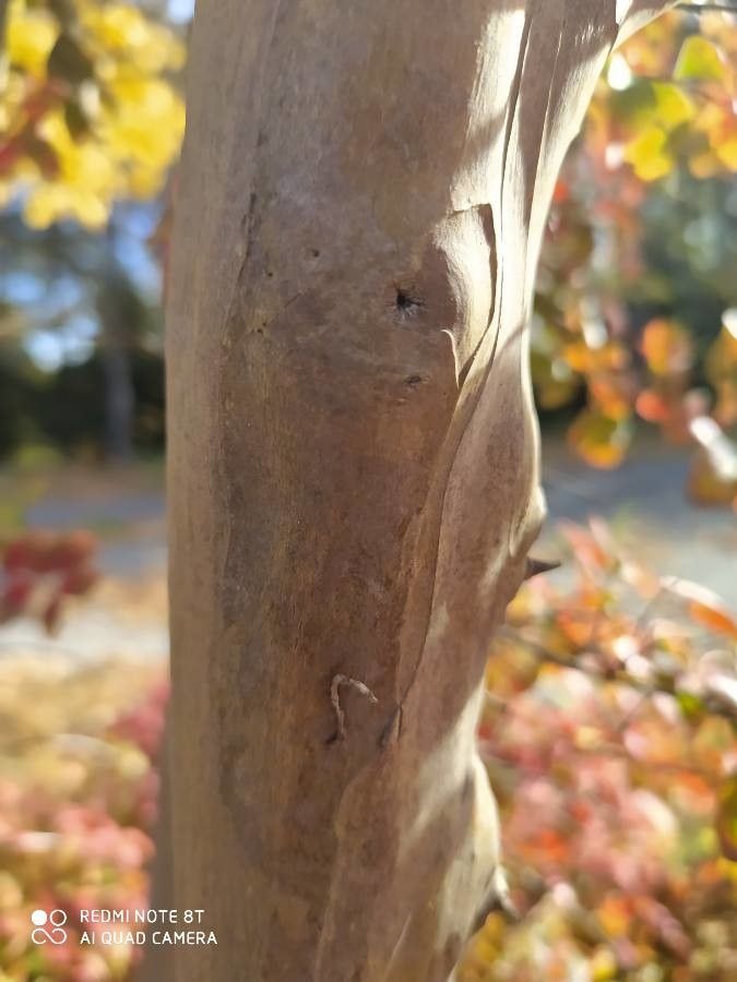 Combretum apiculatum bark