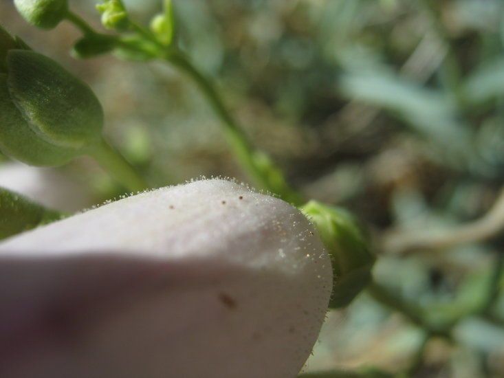 Penstemon fruticiformis fruit