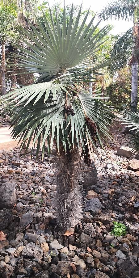 Coccothrinax borhidiana habit
