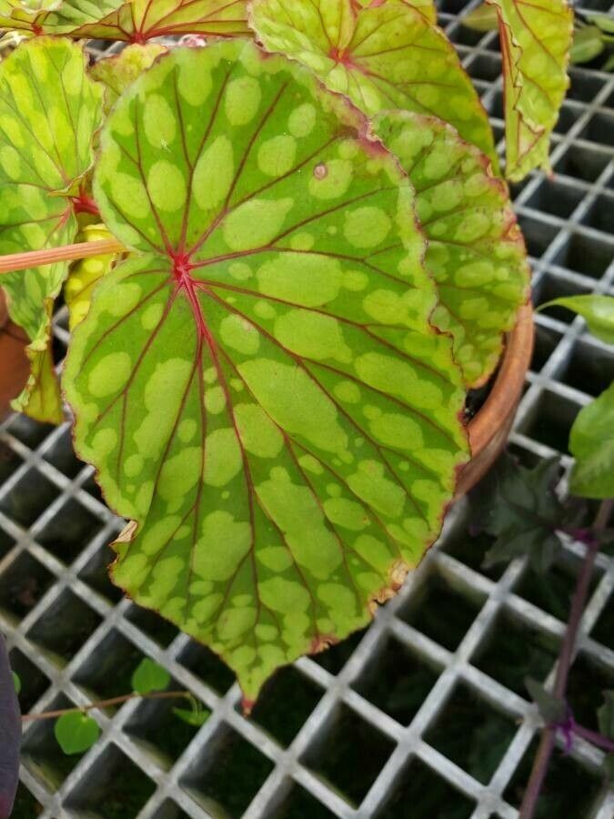 Begonia chlorosticta — search result for 'Begonia'