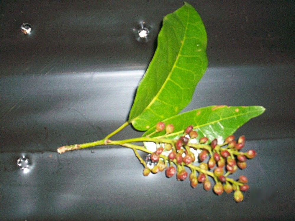 Antidesma messianianum fruit