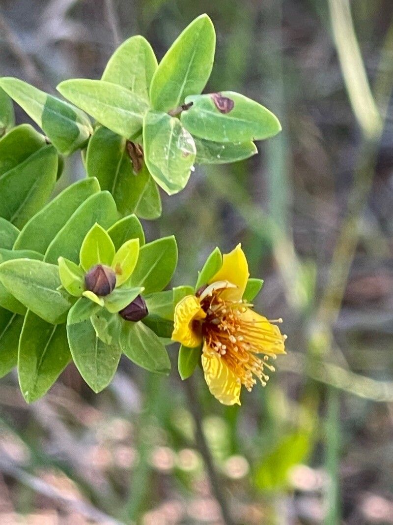 Hypericum myrtifolium flower
