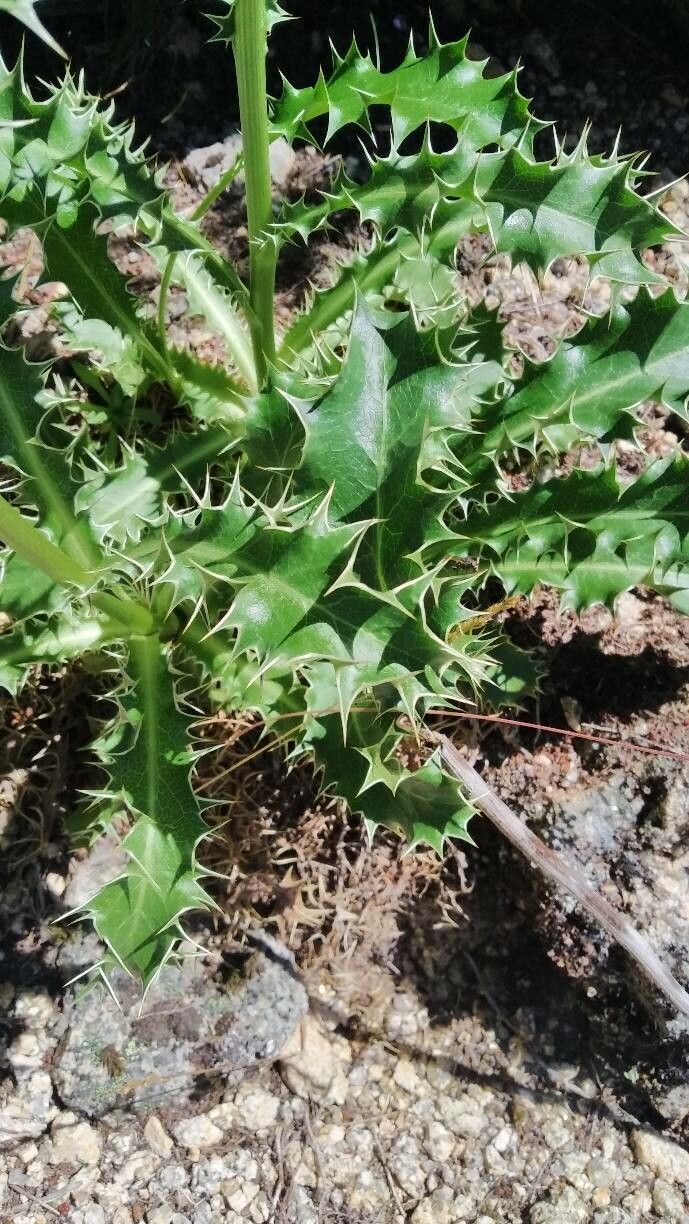 Eryngium duriaei leaf