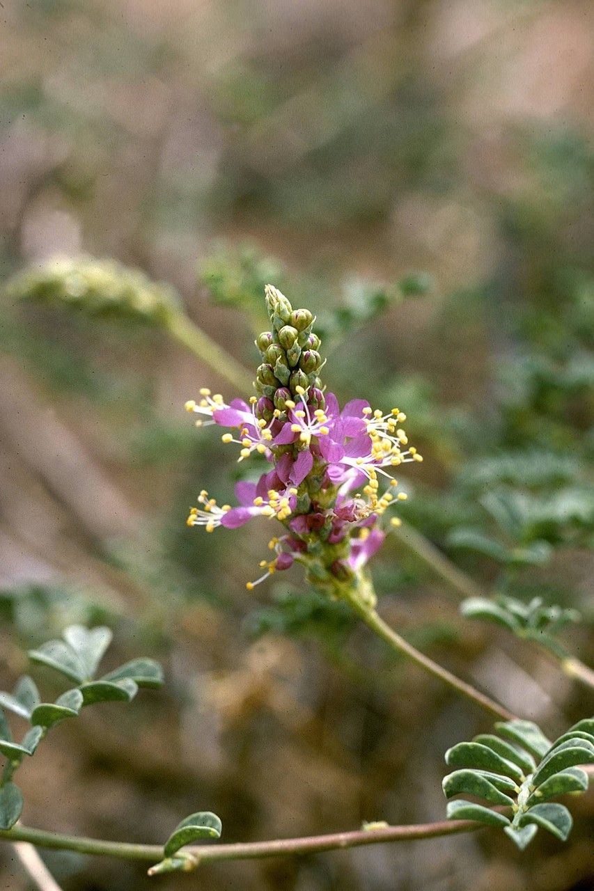 Dalea lanata — houseplant care guide