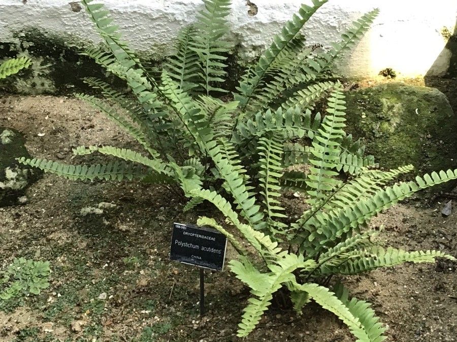 Polystichum acutidens