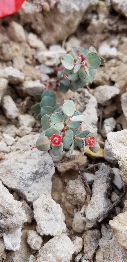 Euphorbia fontqueriana — houseplant care guide