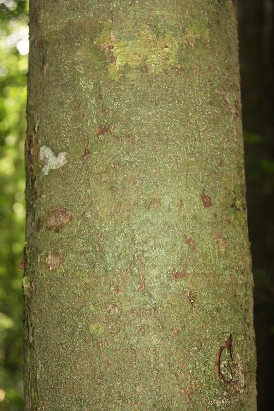 Ocotea indirectinervia bark