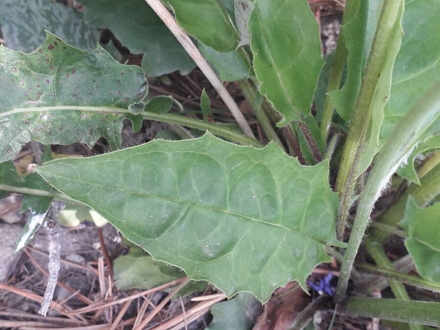Hieracium pictum leaf