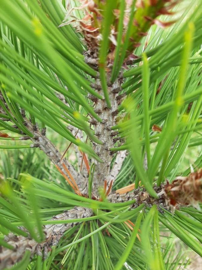 Pinus leucodermis bark