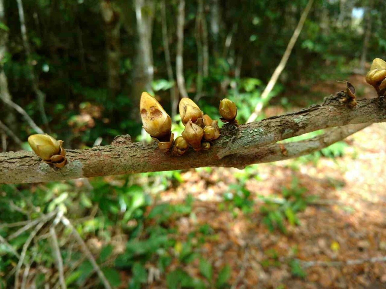 Xylopia ochrantha flower