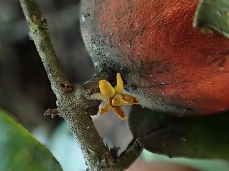 Salacia annettae — related species from the same genus