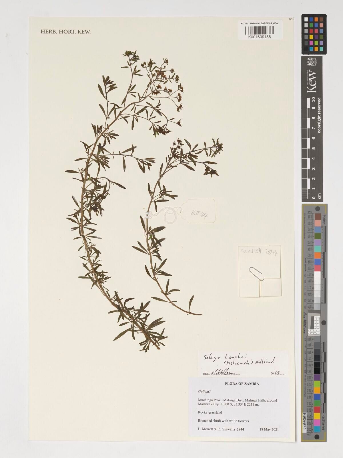 Selago barabei — related species from the same genus