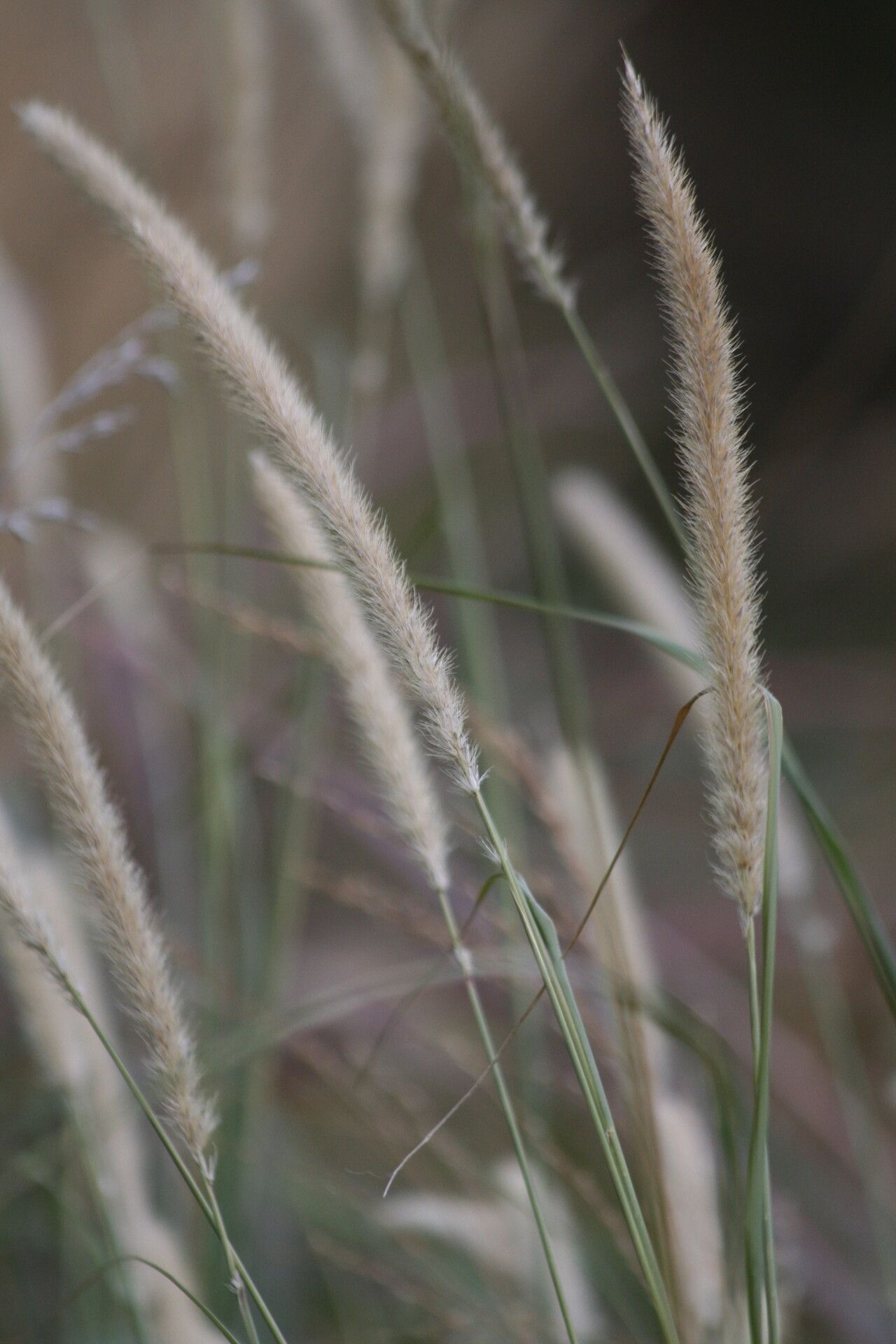 Pennisetum macrourum fruit