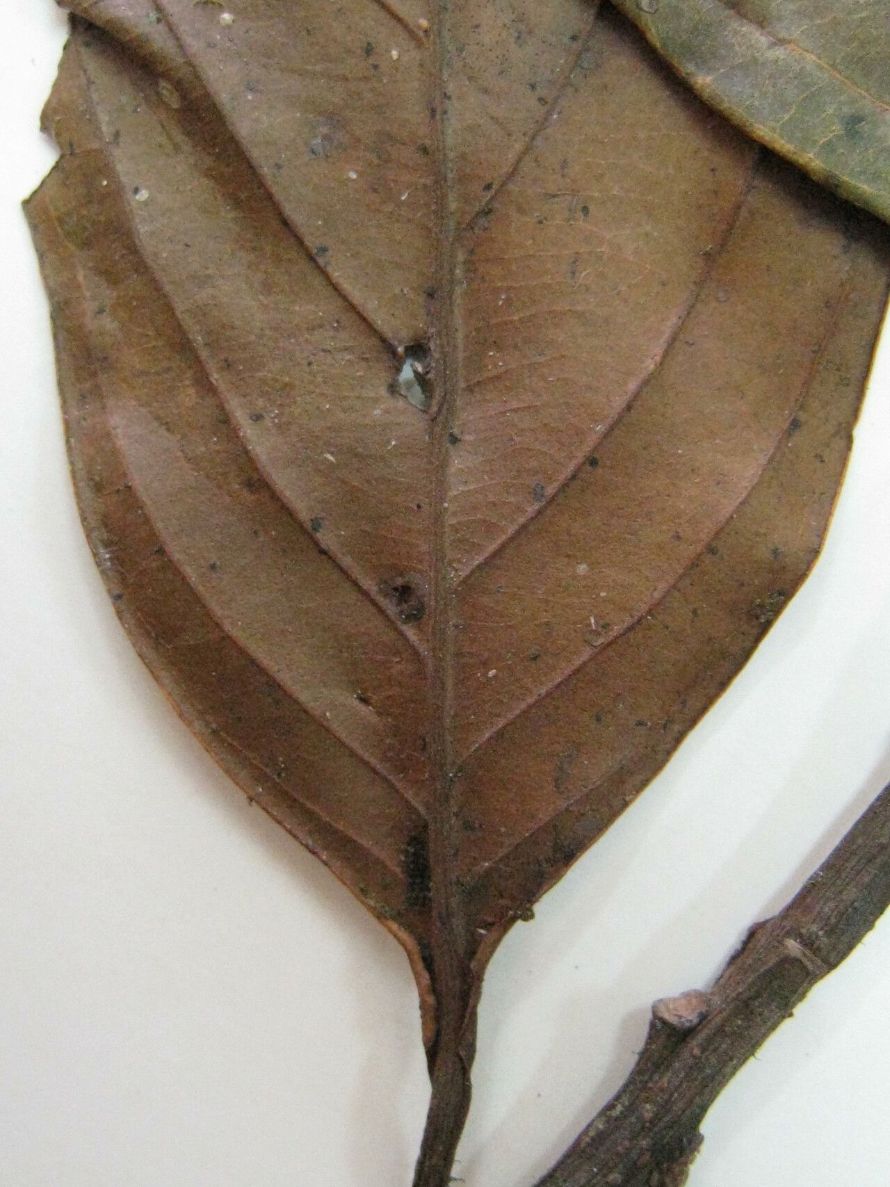 Nectandra pulverulenta — search result for 'Nectandra'