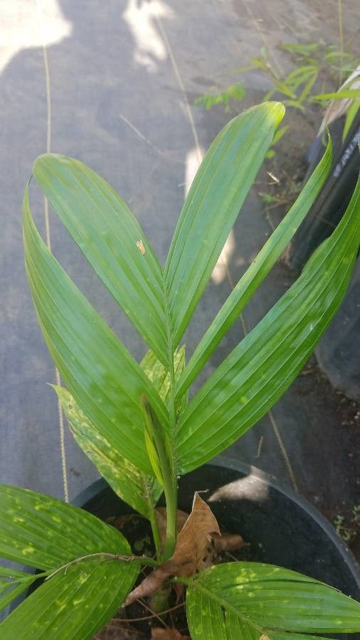 Basselinia pancheri leaf