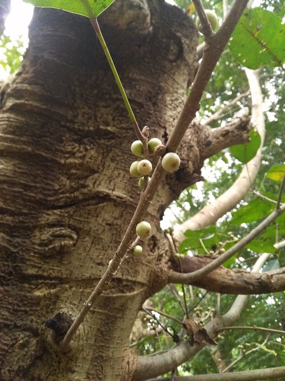 Ficus hookeriana bark