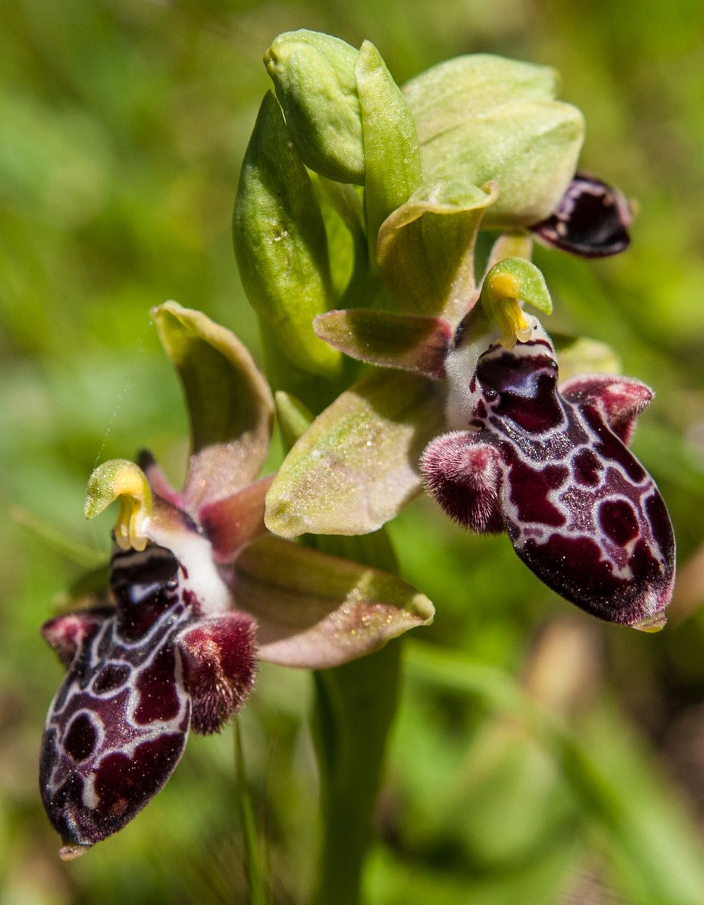 Ophrys kotschyi flower