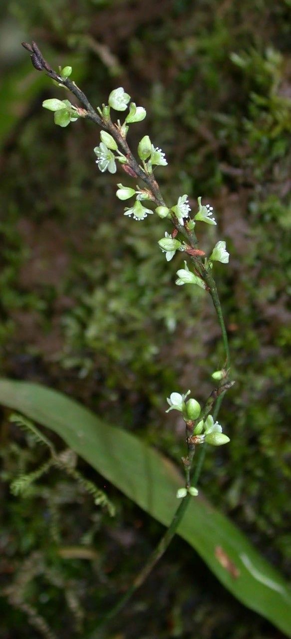 Polygonum hydropiperoides flower