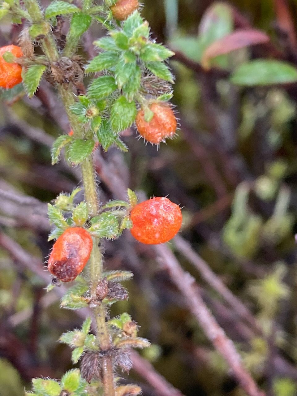 Galium hypocarpium fruit
