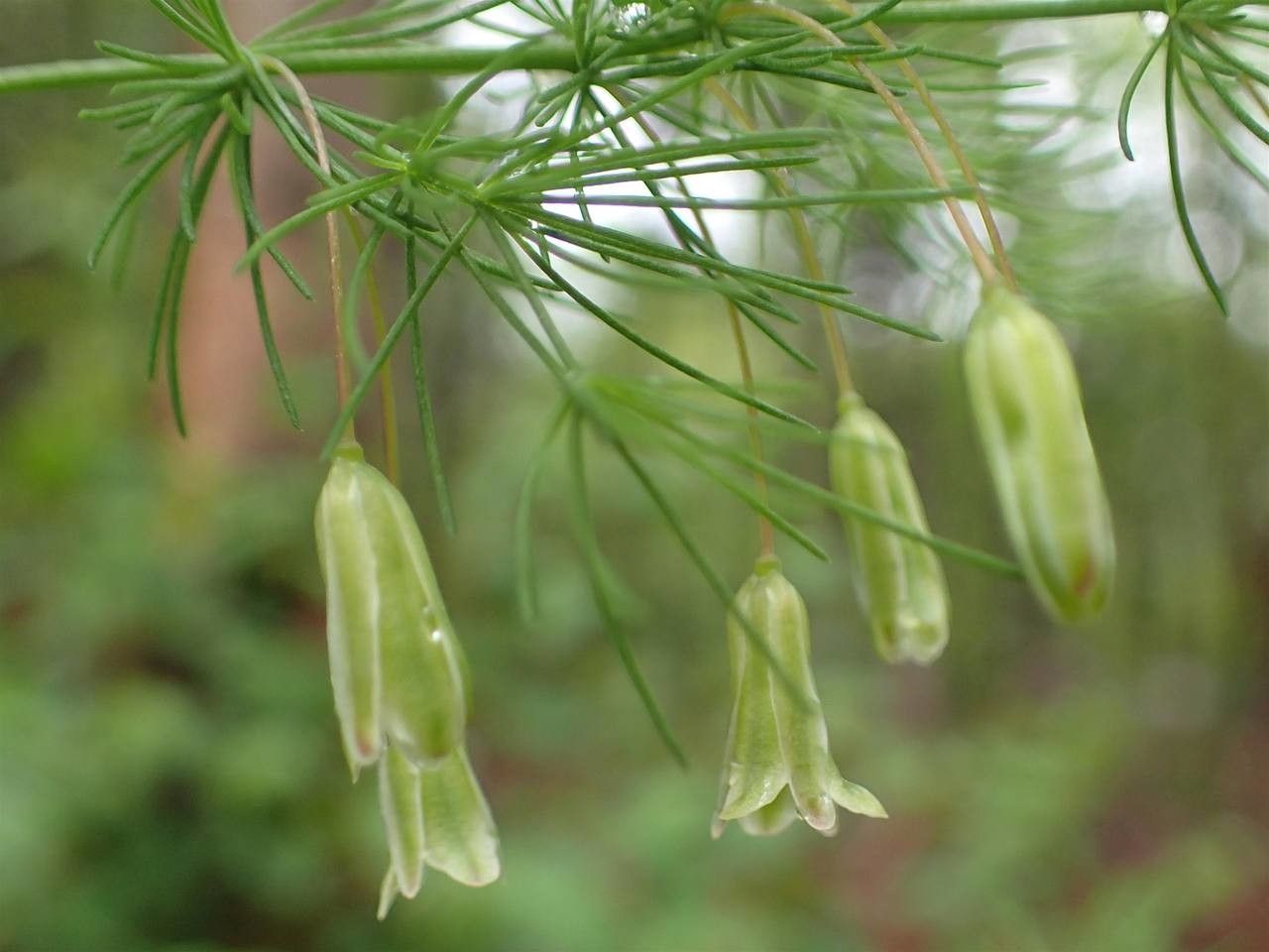 Asparagus tenuifolius fruit