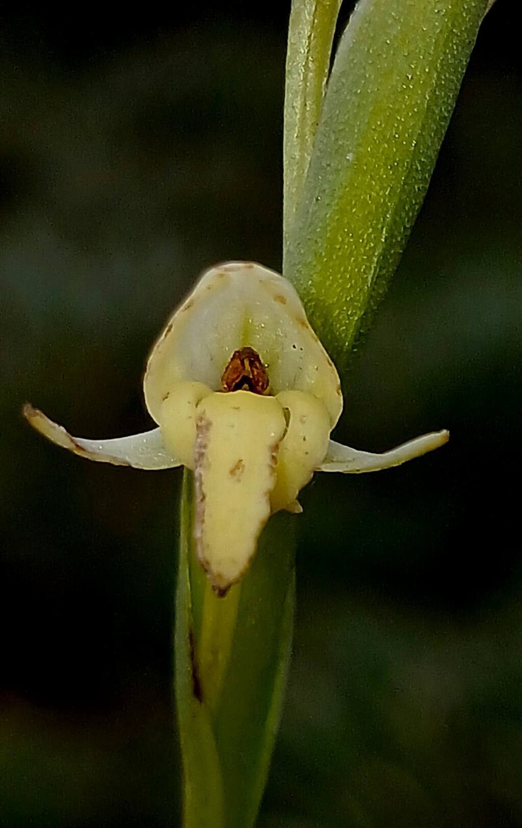 Habenaria heyneana — houseplant care guide