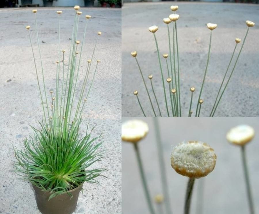 Syngonanthus chrysanthus other