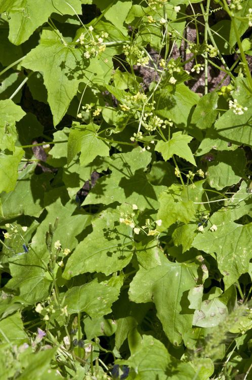 Sicyos glaber — related species from the same genus