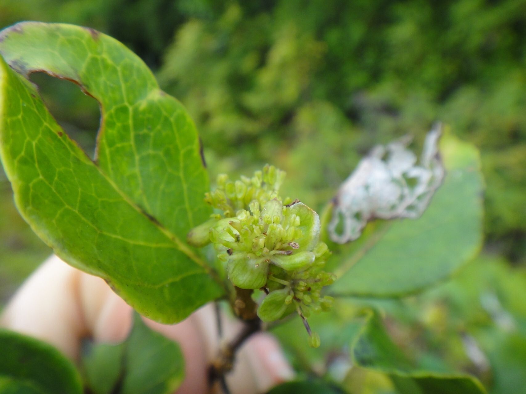 Symplocos montana fruit