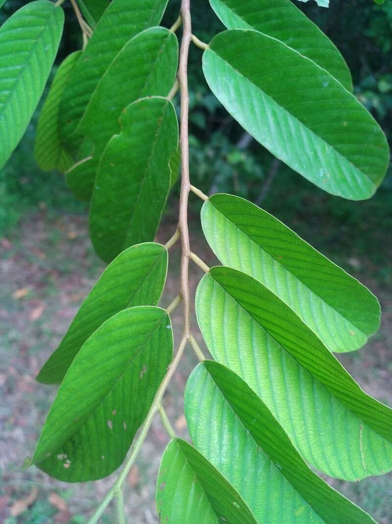 Shorea leprosula — houseplant care guide