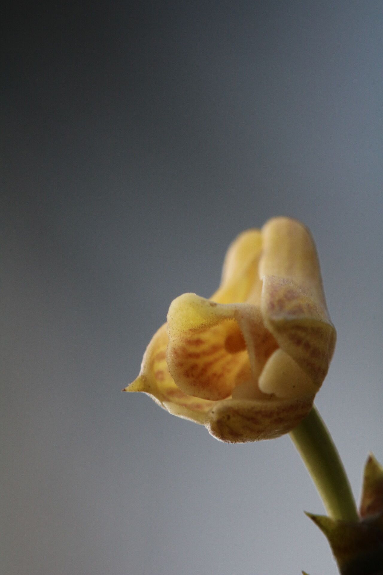 Polystachya riomuniensis flower