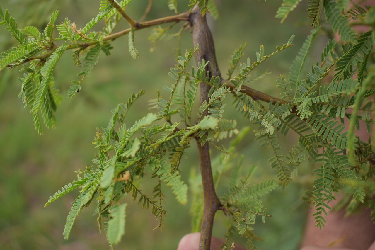 Prosopis affinis