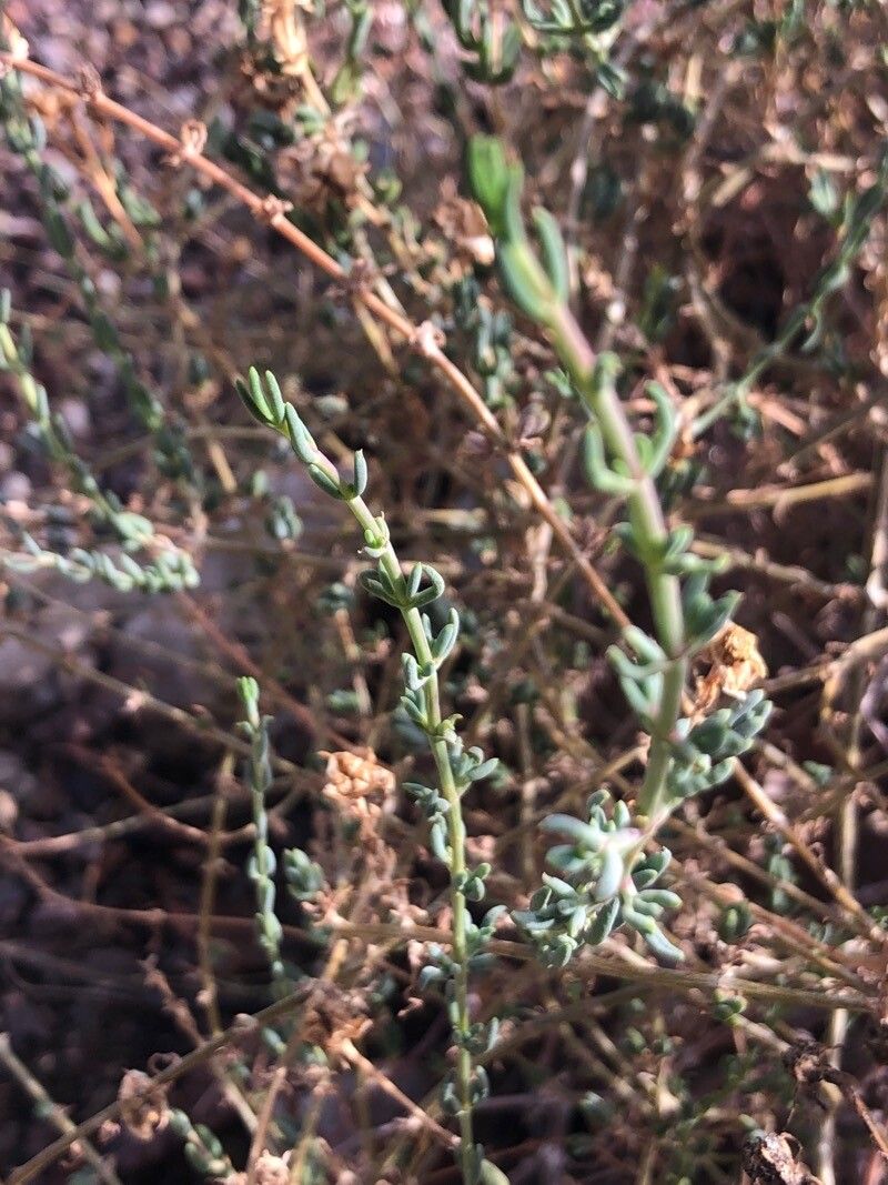 Mesembryanthemum splendens — search result for 'Mesembryanthemum'