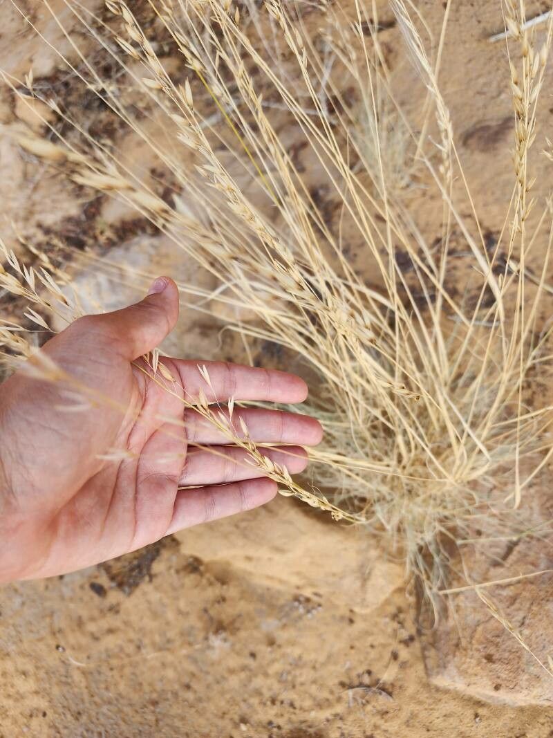 Stipagrostis ciliata fruit