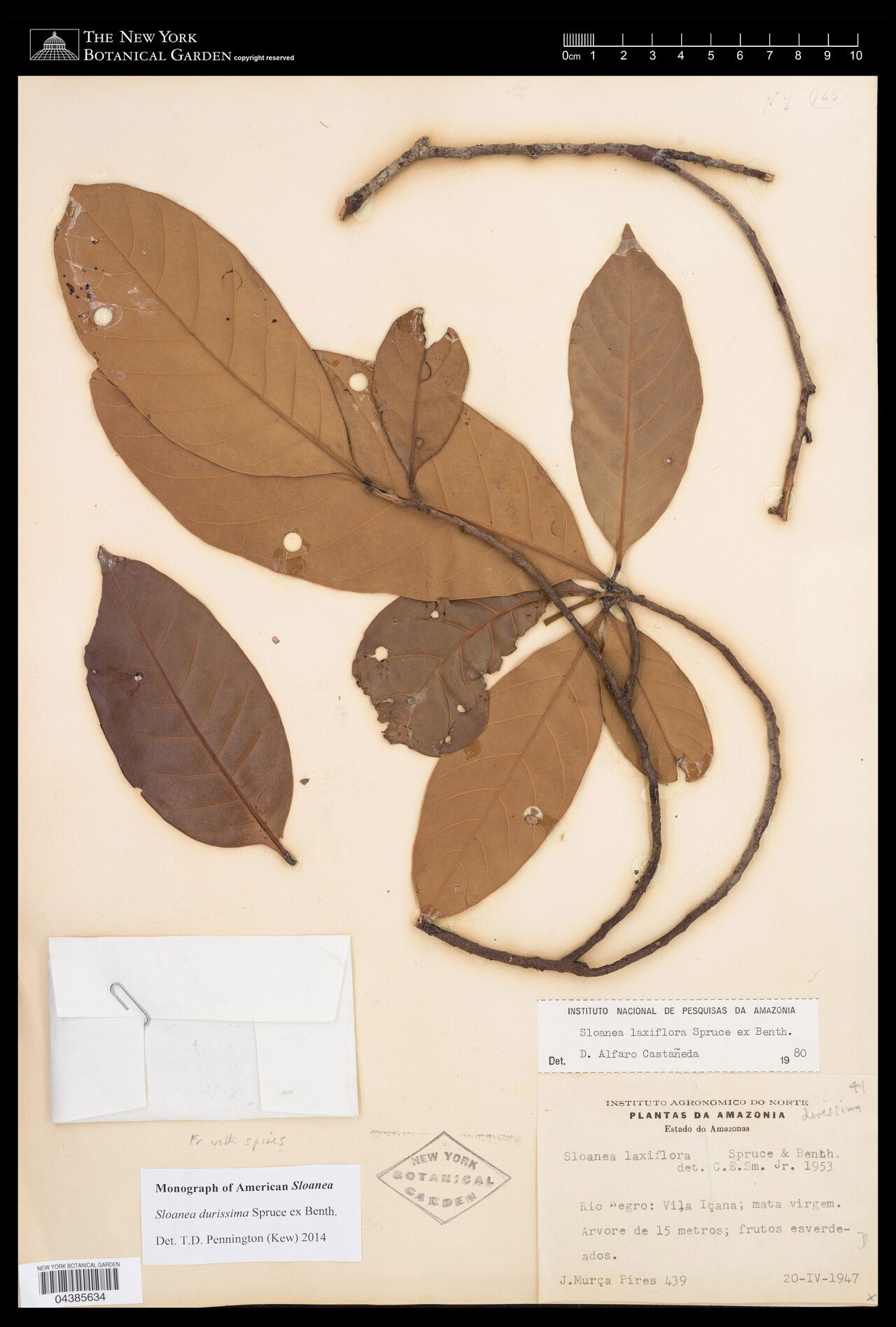 Sloanea durissima — houseplant care guide