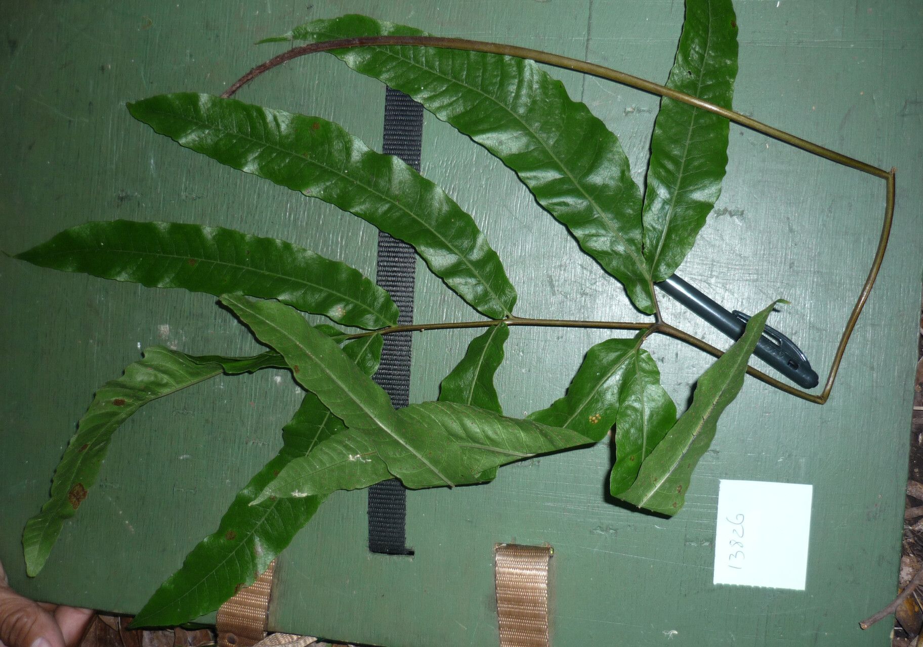 Tectaria siifolia — houseplant care guide