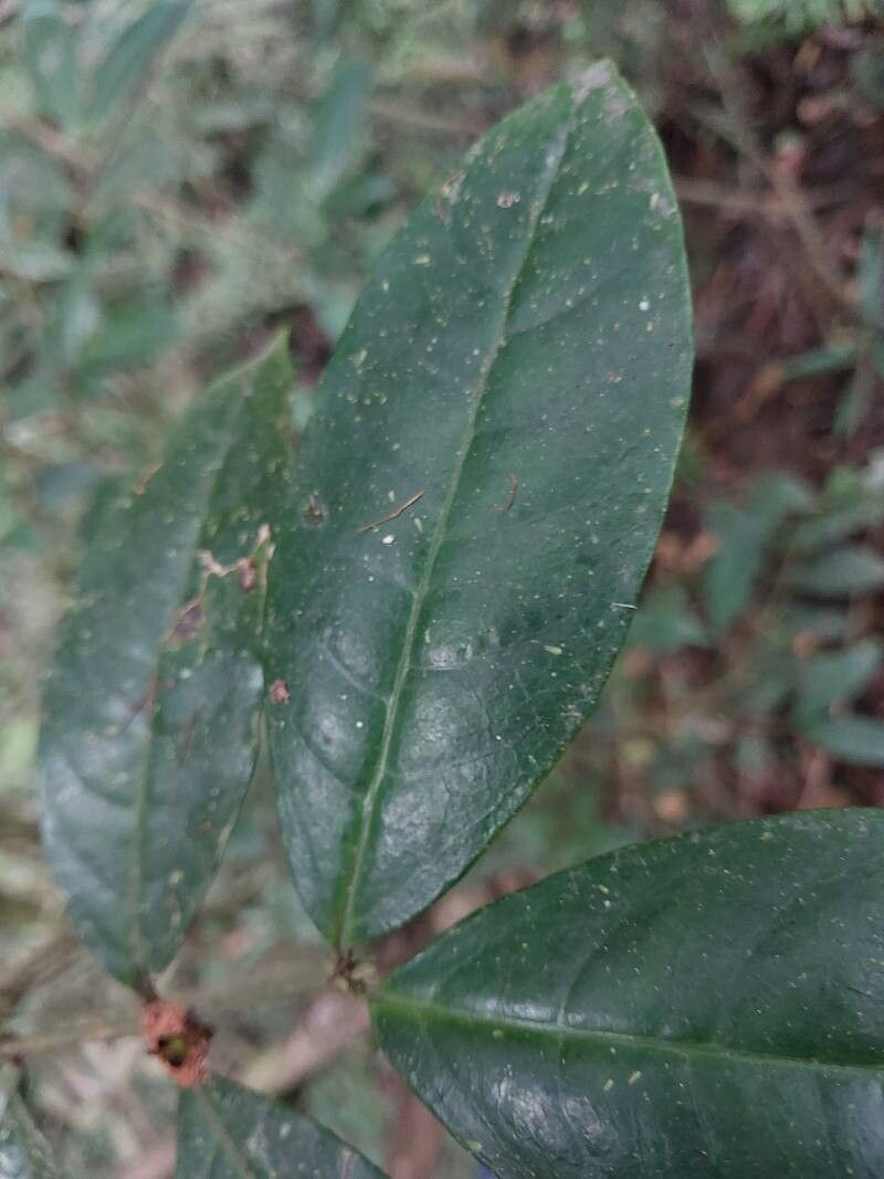 Saldinia proboscidea leaf