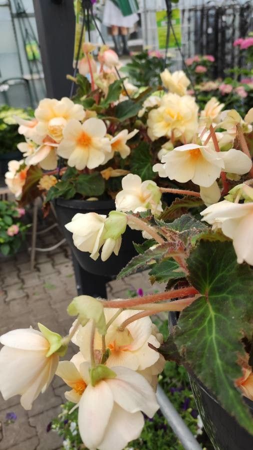 Begonia pendula habit