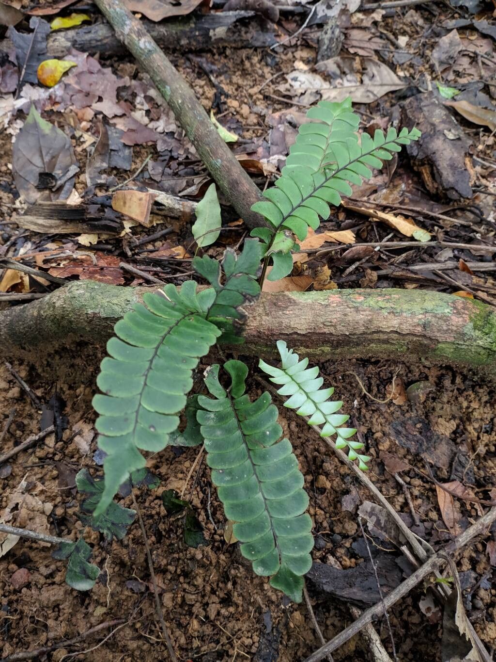 Lindsaea lancea — houseplant care guide