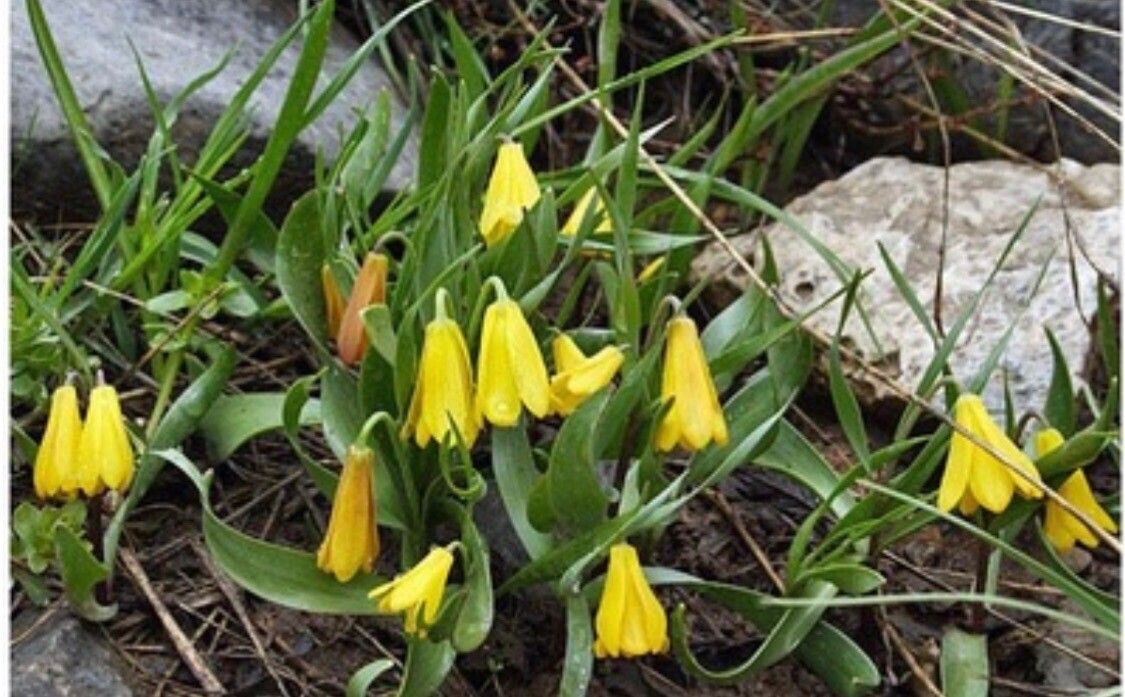 Fritillaria minima — search result for 'Fritillaria'